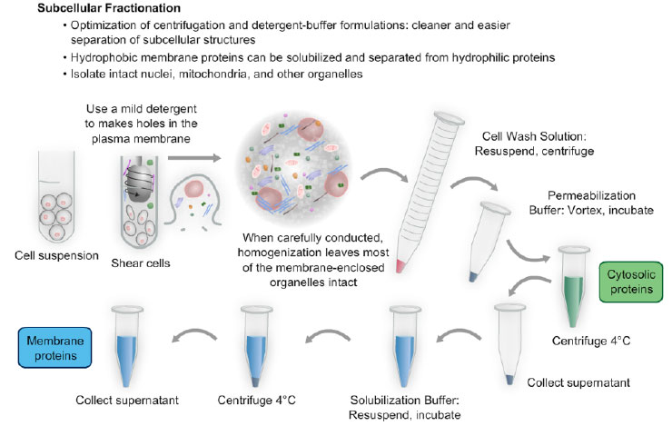 细胞器分离方法-细胞组分分离概述-赛默飞 | Thermo Fisher Scientific - CN