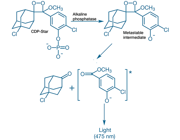 Chemiluminescent Western Blotting Thermo Fisher Scientific CN