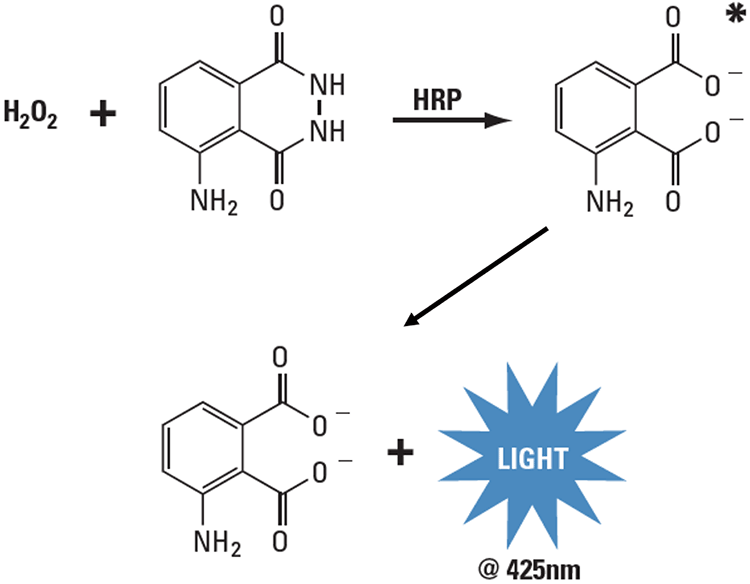 Chemiluminescent Western Blotting Thermo Fisher Scientific CN