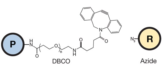 交联反应 叠氮化物和炔类(如 DBCO)之间的点击反应