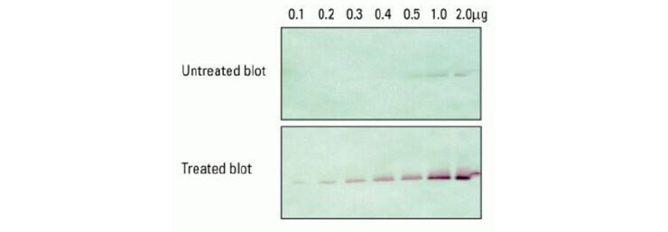untreated-treaded-blot-740 untreated-treaded-blot-740