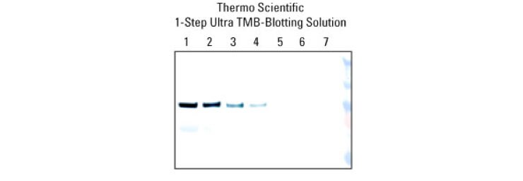 1-step-ultra-tmb-blotting-740 1-step-ultra-tmb-blotting-740