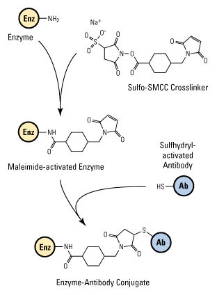 crosslinker reaction schematic of heterobifunctional sulfo-SMCC crosslinker reaction to two molecules