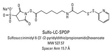 crosslinker structure structure of Sulfo-LC-SPDP crosslinker