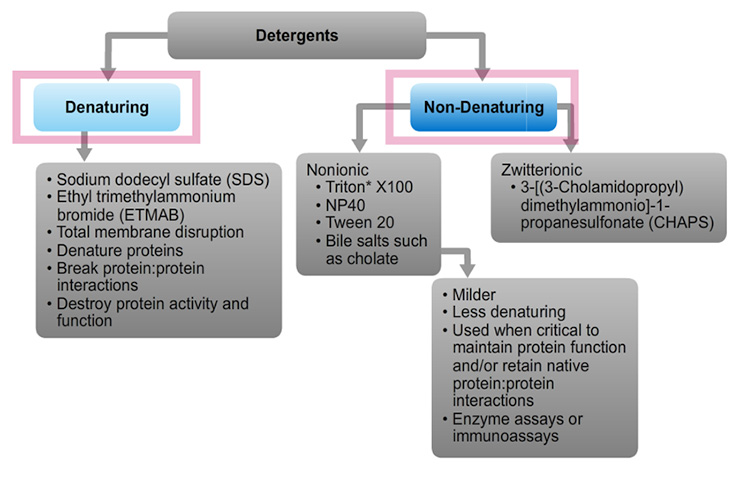 Summary of detergents classified by major characteristics Summary of detergents used in protein extraction classified by their major characteristics