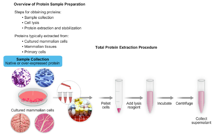 Graphical overview of protein sample preparation Graphical overview of protein sample preparation