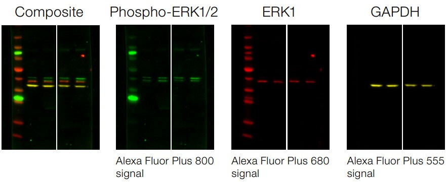 Detection of multiple targets of similar molecular weight using fluorescent western blot detection with Alexa Fluor Plus antibodies Detection of multiple targets of similar molecular weight using fluorescent western blot detection with Alexa Fluor Plus antibodies
