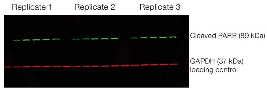 Simultaneous detection of target protein of interest and loading control protein in fluorescent western blot detection. Simultaneous detection of target protein of interest and loading control protein in fluorescent western blot detection.