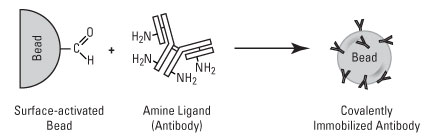 将抗体共价固定到免疫共沉淀磁珠的直接方法 将抗体共价固定到免疫共沉淀磁珠的直接方法