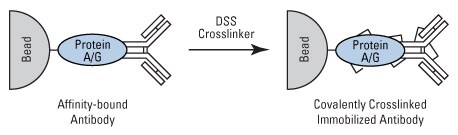 使用交联剂将抗体共价固定到蛋白A/G包被的固相支持物 使用交联剂将抗体共价固定到蛋白A/G包被的固相支持物