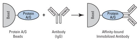 蛋白A/G介导的抗体固定到固相支持物上的示意图 蛋白A/G介导的抗体固定到固相支持物上的示意图