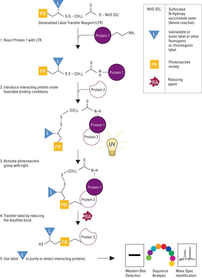 Label-transfer-diagram-692px Label-transfer-diagram-692px
