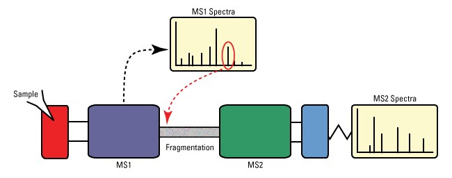 串联质谱(MS/MS)示意图。 串联质谱(MS/MS)示意图。