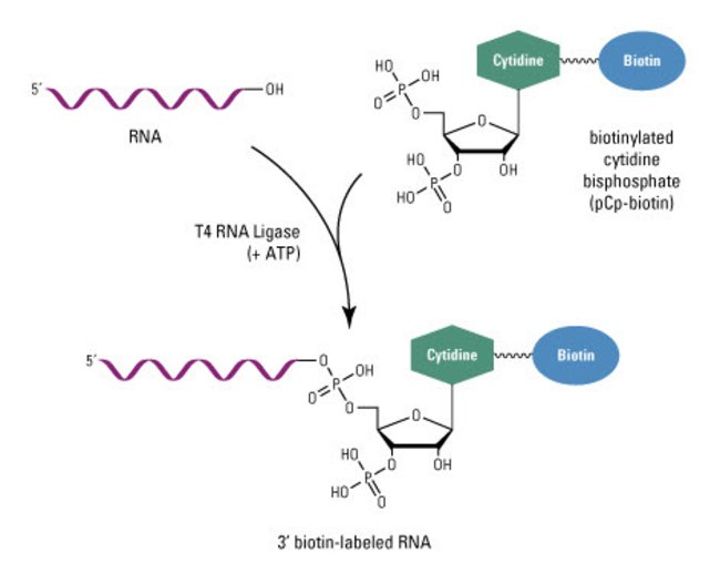 Overview of Protein Labeling Thermo Fisher Scientific CN