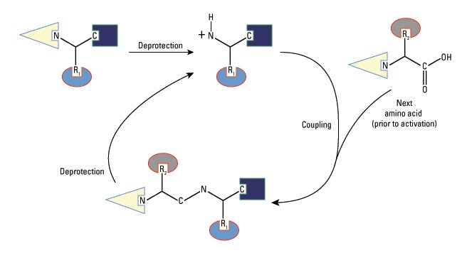 Peptide-Synthesis-Diagram-650 Peptide-Synthesis-Diagram-650