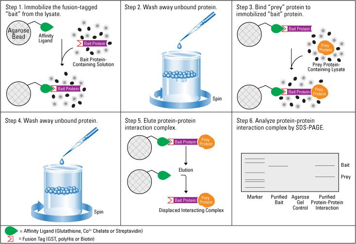 Pull-down-shematic-734px Pull-down-shematic-734px