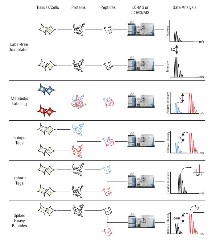 Quantitative Protomics Workflows-700px Quantitative Protomics Workflows-700px