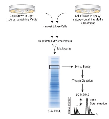 SILAC workflow-450px SILAC workflow-450px