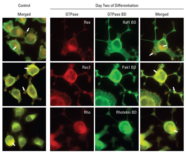GTPase-Research-Fig4 GTPase-Research-Fig4