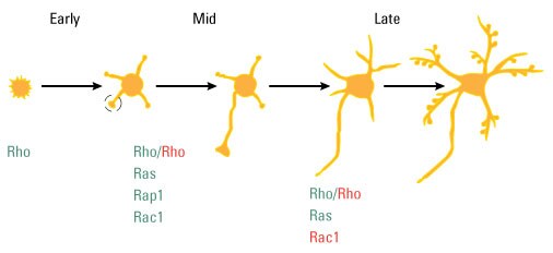 GTPase-Research-Fig2 GTPase-Research-Fig2