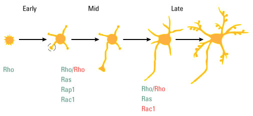 GTPase-Research-Fig2 GTPase-Research-Fig2