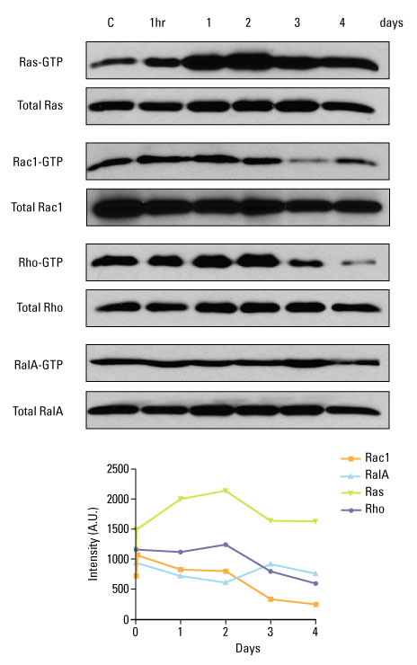GTPase-Research-Fig3b GTPase-Research-Fig3b