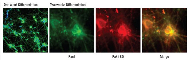 GTPase-Research-Fig5 GTPase-Research-Fig5