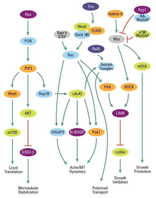 GTPase-Research-Fig1 GTPase-Research-Fig1