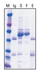A12n06-Fig5 A12n06-Fig5