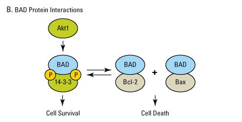 A12n12-Fig5b A12n12-Fig5b