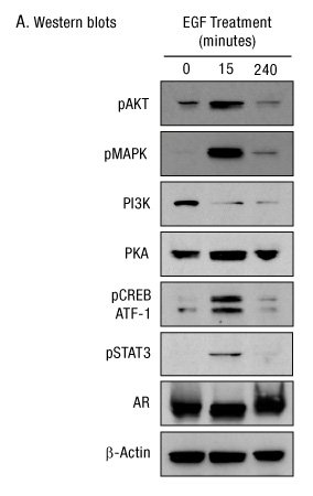 A13n23-Fig5a A13n23-Fig5a