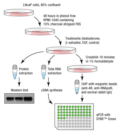 A13n23-Fig2 A13n23-Fig2