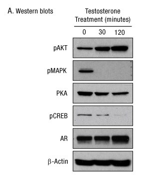 A13n23-Fig3a A13n23-Fig3a