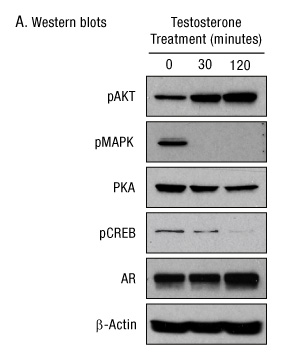 A13n23-Fig3a A13n23-Fig3a