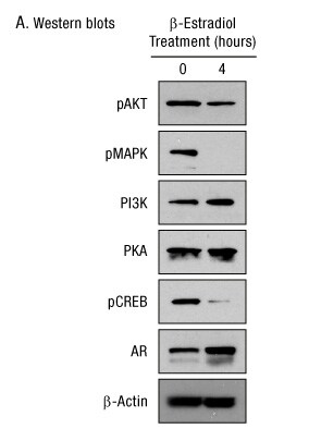 A13n23-Fig4a A13n23-Fig4a
