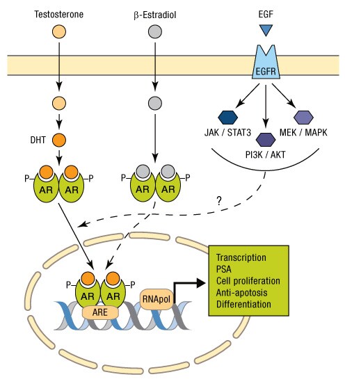 A13n23-Fig1 A13n23-Fig1