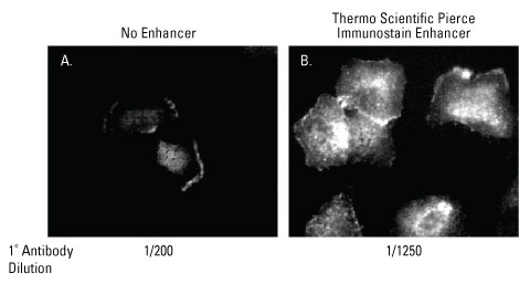 Increased sensitivity and signal intensity for fluorescent detection of specific targets. Ezrin is detected in A549 cells using anti-ezrin mouse monoclonal antibody and goat anti-mouse IgG conjugated to Thermo Scientific DyLight 488 Dye Increased sensitivity and signal intensity for fluorescent detection of specific targets. Ezrin is detected in A549 cells using anti-ezrin mouse monoclonal antibody and goat anti-mouse IgG conjugated to Thermo Scientific DyLight 488 Dye