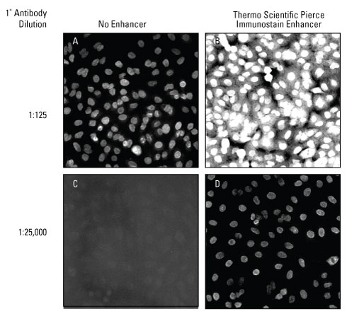 Obtain better images using less primary antibody Obtain better images using less primary antibody
