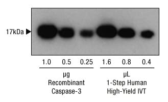 A14n03-Fig1 A14n03-Fig1