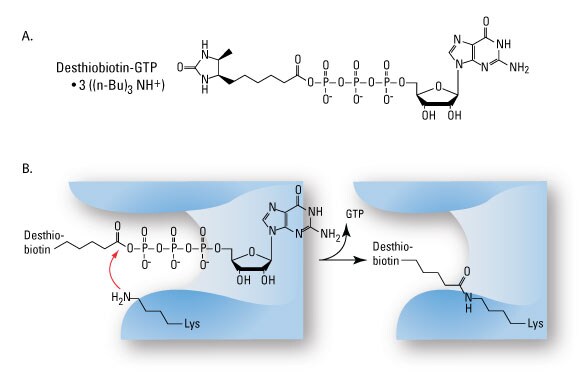 ActiveSite-Rxn-GTP-Fig1 ActiveSite-Rxn-GTP-Fig1