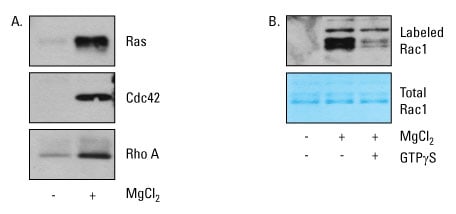 GTPase-Enrich-Fig3 GTPase-Enrich-Fig3