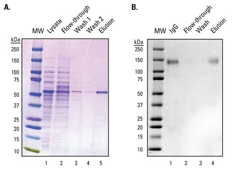 Thermo Scientific UltraLink Hydrazide Resin Thermo Scientific UltraLink Hydrazide Resin