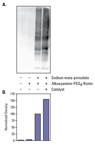 Thermo Scientific GlycoLink Coupling Catalyst improves aldehyde-hydrazide/alkoxyamine coupling Thermo Scientific GlycoLink Coupling Catalyst improves aldehyde-hydrazide/alkoxyamine coupling