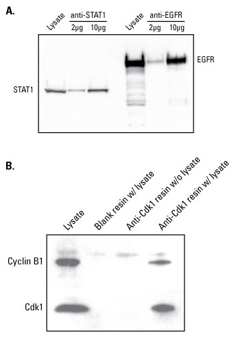 Western blot of immunoprecipitated and co-immunoprecipitated proteins. Western blot of immunoprecipitated and co-immunoprecipitated proteins.