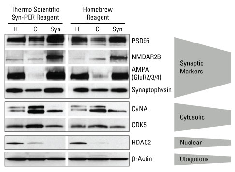 A12n03-Fig4-87793-Syn-PER1 A12n03-Fig4-87793-Syn-PER1