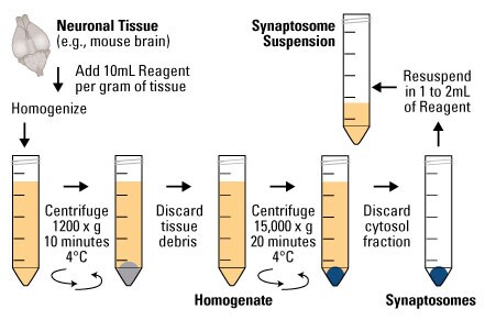 A12n03-Fig2-87793-Syn-PER A12n03-Fig2-87793-Syn-PER