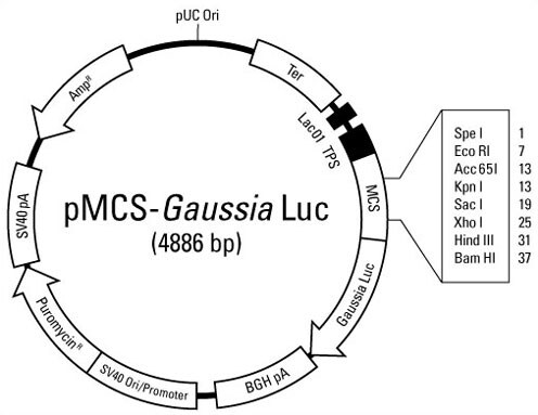 A13n27-Fig1 A13n27-Fig1