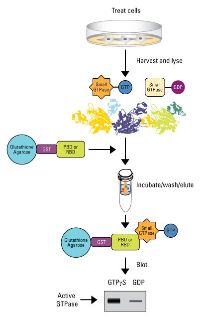 GTPase-PullDown-Fig1 GTPase-PullDown-Fig1