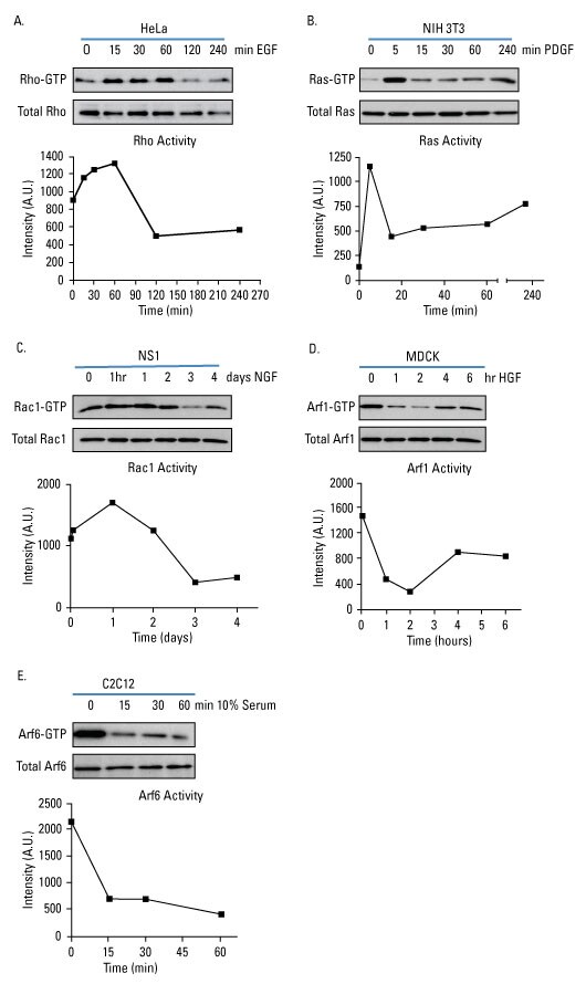 GTPase-PullDown-Fig3a GTPase-PullDown-Fig3a