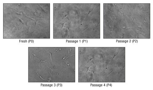 A14n13-Fig5A-490px A14n13-Fig5A-490px
